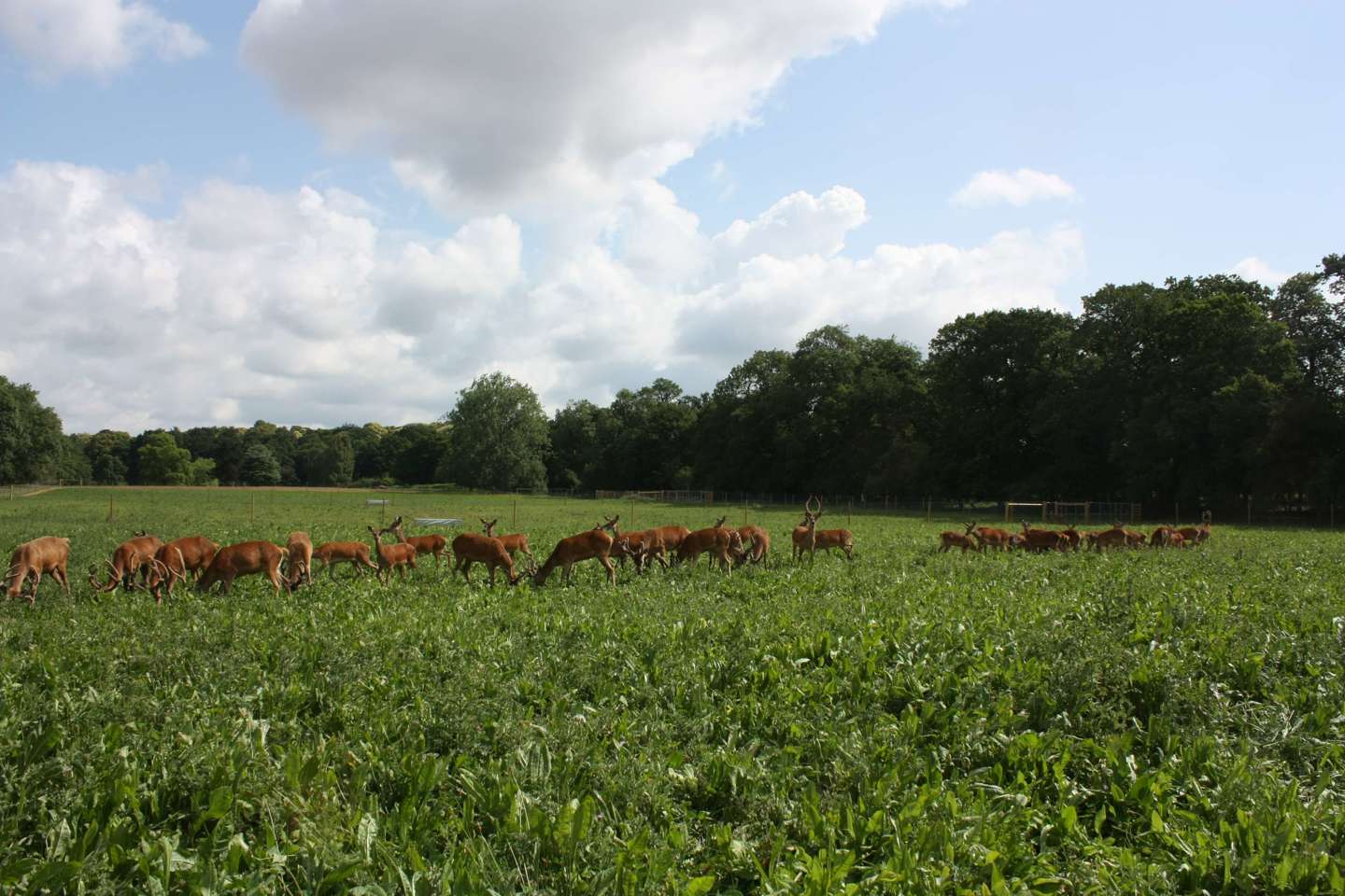 Image of calves on extension 2019 header banner