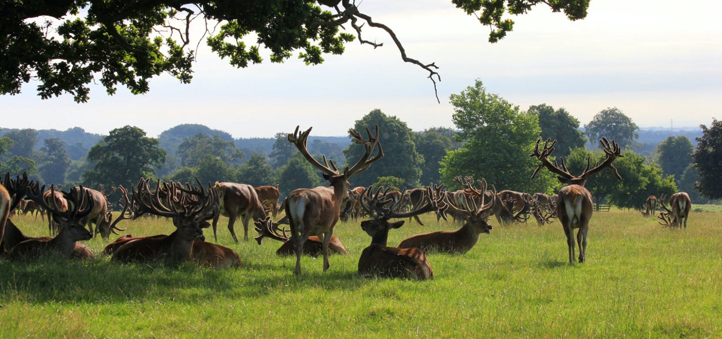 Image of deer landing banner