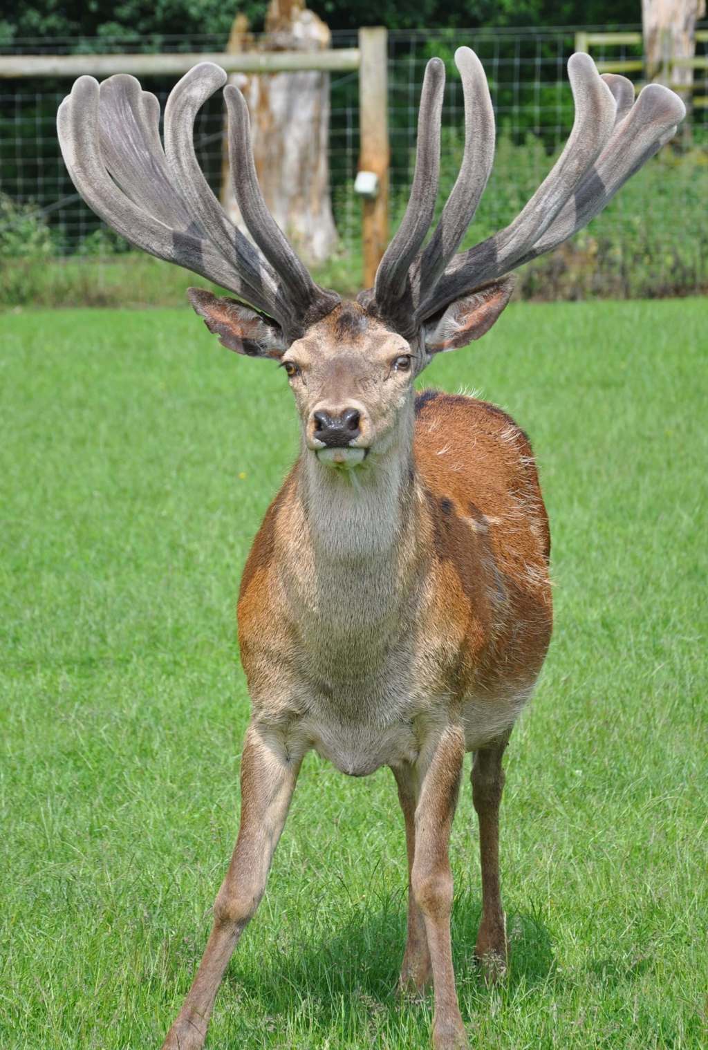 Image of henry r age 8 2018 cropped