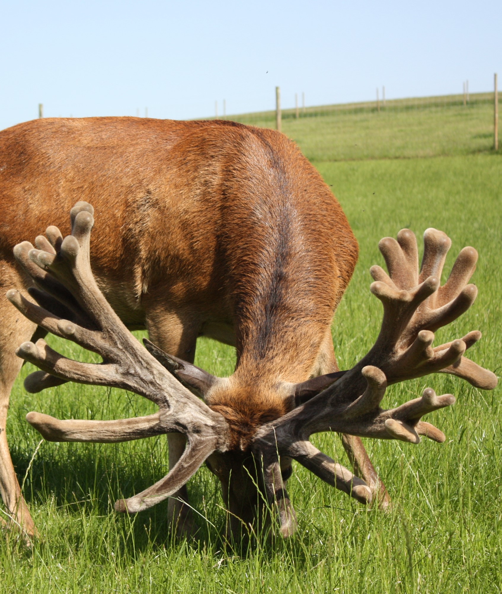 Woburn Abbey Deer Farm