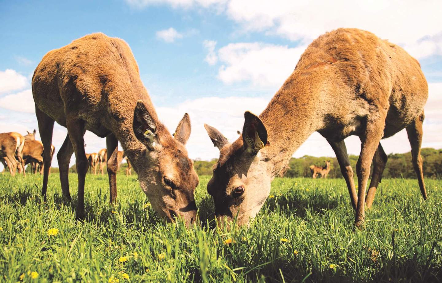 Image of hinds in grass cropped