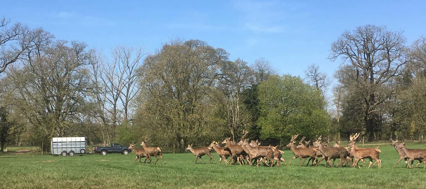 Image of yearlings with truck and trailer cropped