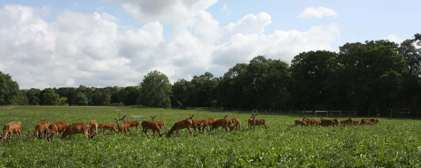 Image of yearlings on crop banner